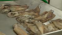 Falklands Fisheries Scientists Attend Illex Squid Workshop In Spain