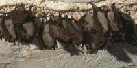 Indiana Bat Counts Offer Hope After Steep Losses