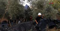 Israel bars MPs from entering West Bank to support olive harvest
