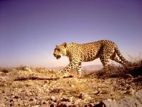 Persian leopards hang on in the Caucasus despite landmines