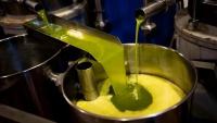 Jordanian Olive Oil Praised for High Quality