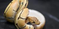 Illegal snake captured in Hawaii could lead to $200K fine and prison time