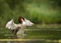 The Wildlife Dance