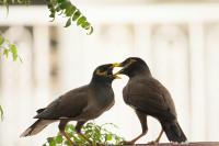 A Lot of Wet Beaks in Eastern Europe