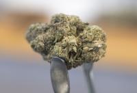 Question 8 marijuana repeal: Risky rollback or protection for teens?