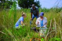 UD research kick-starting Mid-Atlantic Kernza study