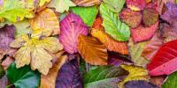 Why do leaves change color in the fall? The science behind nature’s colorful transformation