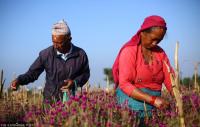 Kathmandu Valley to consume 5.18 million flower garlands this Tihar