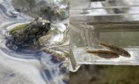 Conservation group sues feds for failing to protect rare Nevada toad and fish
