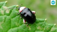 In 1988, scientists released 88 flea beetles in North Dakota to target leafy spurge; at study sites, leafy spurge fell from 182 stems per square yard