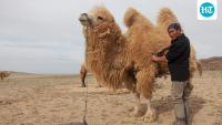 In Mongolia, herders sing to mother camels that reject newborn calves; UNESCO lists the coaxing ritual as a tradition needing urgent safeguarding