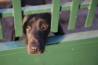 Barking dogs pose health, workplace concerns for more West Virginians