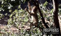 Less foraging, more babies: Morocco’s orchard-raiding monkeys surprise researchers