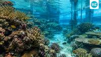 In 1996, Columbia scientists tested Biosphere 2’s ocean under ice-age, modern, and future CO2 levels; future conditions cut coral calcification by 40%
