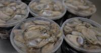 Texas Oyster Season 2026: TPWD opens 10 coastal harvesting areas on Nov. 2