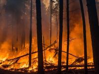 Heat, Food Insecurity, Disease Make Climate a Global Health Emergency: Lancet Countdown