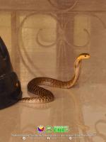 Philippine cobra rescued at Tayabas City school