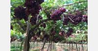 From 2,000 to 220,000 tonnes, Egyptian grape industry veteran traces two decades of export growth