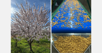 Still an import substitution opportunity for almonds in South Africa