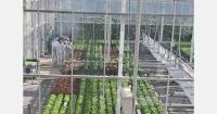 American lettuce varieties evaluated under Belgian hydroponic conditions