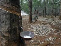 Japanese rubber futures fall tracking easing oil prices