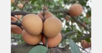 Smaller sizing but more volume for Texas grapefruit this season
