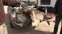 Harvest a deer? Better get it checked for chronic wasting disease