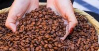 El Salvador Coffee Revenue Jumps 14% to $190M as North American Sales Lead Export Growth.