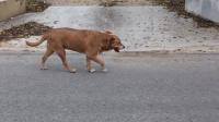 Researchers use cell phones and AI to count loose dogs in San Antonio
