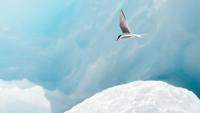 Scientists discover the Arctic has three distinct climate zones