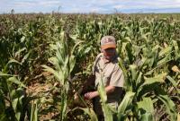 South Africa Set for Largest-ever Maize Harvest