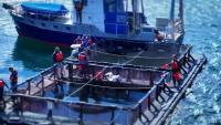 UNH leading effort to strengthen U.S. seafood supply through aquaculture