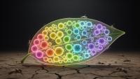 Research report: Single-cell insights into plant responses to biotic and abiotic stresses: cellular heterogeneity and regulatory mechanisms