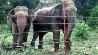 Government to strengthen electric fences to tackle human-elephant conflict