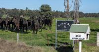 'Good pre-interest': negotiations continue on noted cattle buyer's Coonabarabran grazing property