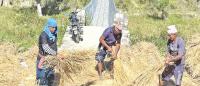 Farmers rush to harvest paddy amid changing weather forecast