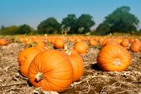 Illinois ranks No. 1 in pumpkin production, fueling Halloween nationwide