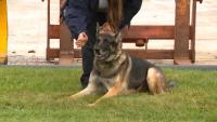 Iowa search and rescue K-9s show how dogs pinpoint victims in collapsed structures