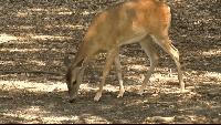 Michigan logs 58,000 deer-related crashes, 13 deaths as peak season nears