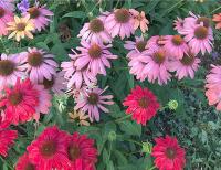How and when to divide perennials for healthier, more productive plants