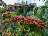 Pursat Coffee Farm Seeks to Cut Cambodia’s Reliance on Imports