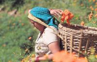 Tihar flower trade projected at Rs 645 million; flood d...