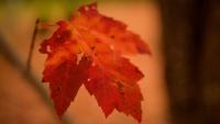 Despite drought, Maine’s foliage season finishes strong