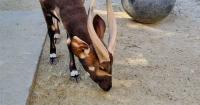 Mountain bongo arrives in Taiwan, to reside at Taipei Zoo