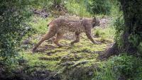 In New Hampshire, three men admitted killing 41 protected bobcats, then sending pelts to Canada