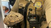 'Very sweet' ball python turns up cold and injured near New Hampshire McDonald's drive-thru