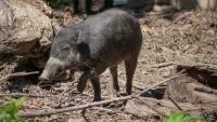 North Carolina zoo welcomes first US litter of critically endangered warty pigs since 2022