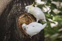Artificial nests help Hong Kong’s rare cockatoos cope with a ‘housing crisis’