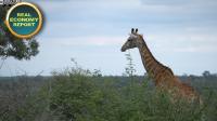 Pivotal renewable energy partnership to help decarbonise Kruger National Park in centenary year