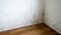 Florida couple says mold forced them out, then management refused to waive lease-break fees